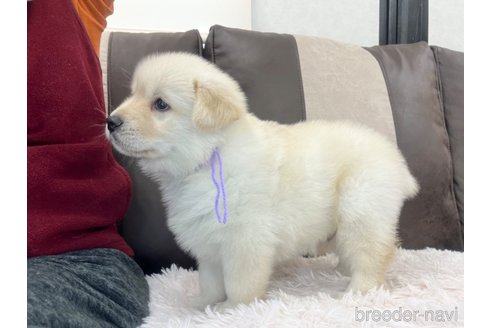 成約済の三重県のミックス犬-298226の12枚目