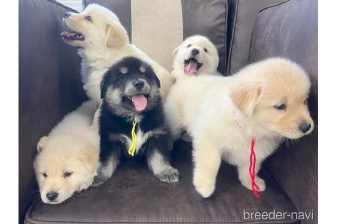 成約済の三重県のミックス犬-298226の10枚目