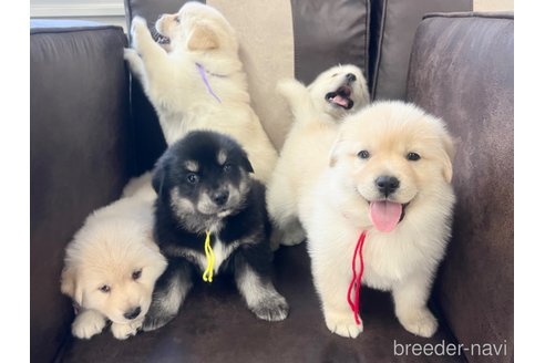 成約済の三重県のミックス犬-298226の7枚目