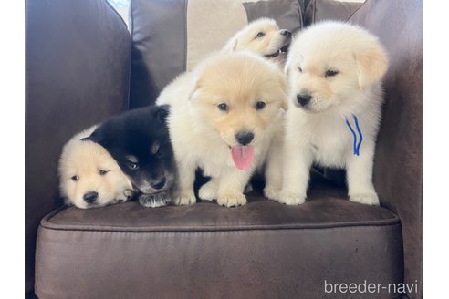 成約済の三重県のミックス犬-298226の5枚目