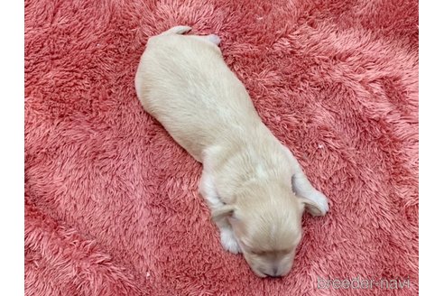 成約済の東京都のマルプー:マルチーズ×トイプードル-298228の19枚目