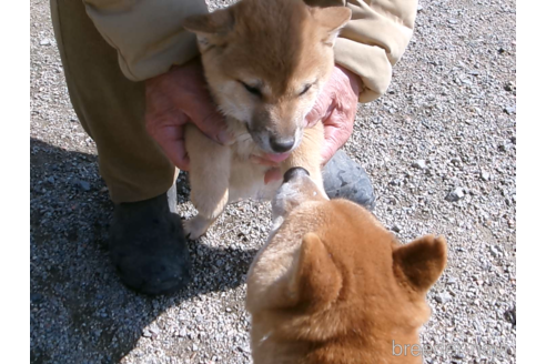 成約済の佐賀県の豆柴-291261の4枚目