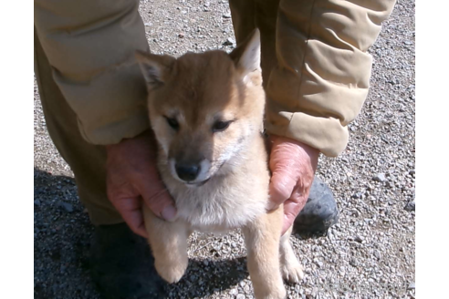 成約済の佐賀県の豆柴-291261の3枚目