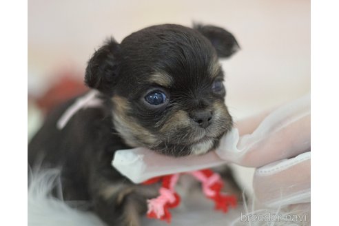 成約済の埼玉県のチワワ(ロングコート)-294680の19枚目