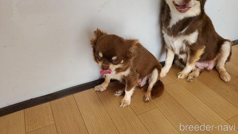 リノアちゃん1枚目