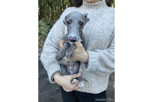 成約済の静岡県のイタリアングレーハウンド(イタグレ)-280799の3枚目