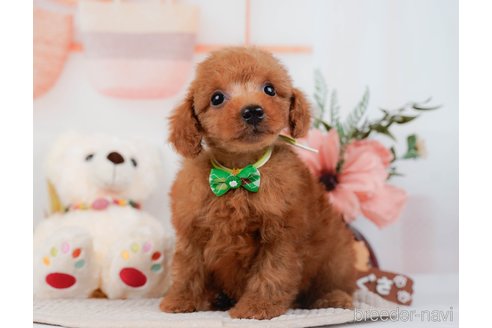 成約済の東京都のトイプードル-298334の5枚目