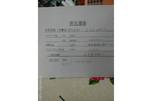成約済の京都府のチワワ(ロングコート)-281730の2枚目