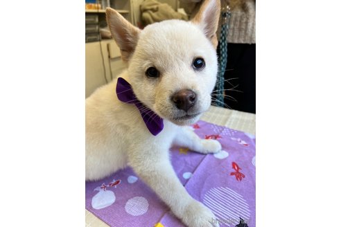 成約済の静岡県の柴犬-298337の3枚目