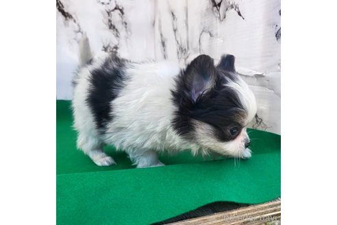 成約済の茨城県のポメチワ:ポメラニアン×チワワ-292216の17枚目