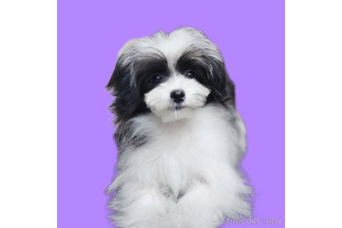 成約済の宮城県のミックス犬-281658の1枚目