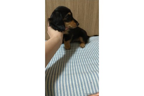 成約済の福岡県のミニチュアダックスフンド(ロングヘアード)-288002の2枚目