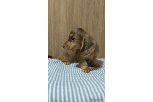 成約済の福岡県のミニチュアダックスフンド(ロングヘアード)-288007の9枚目