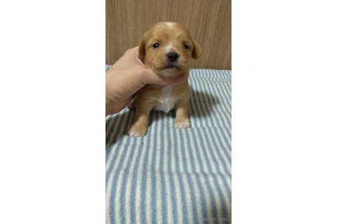 成約済の福岡県のチワックス:チワワ×ミニチュアダックスフンド-298386の9枚目
