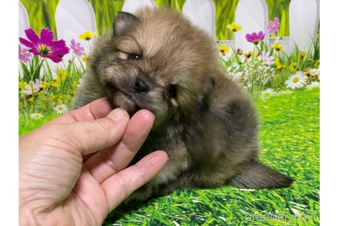 成約済の埼玉県のポメラニアン-298395の14枚目