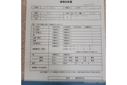 成約済の愛知県のチワワ(ロングコート)-296503の3枚目