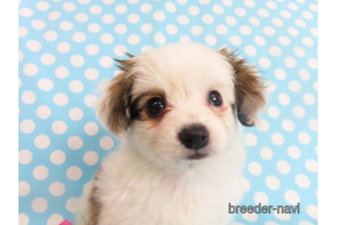 成約済の千葉県のパピヨン-298538の5枚目