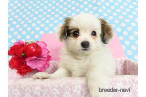 成約済の千葉県のパピヨン-298538の6枚目