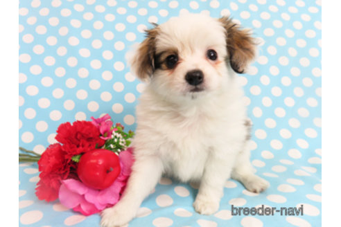 成約済の千葉県のパピヨン-298538の7枚目