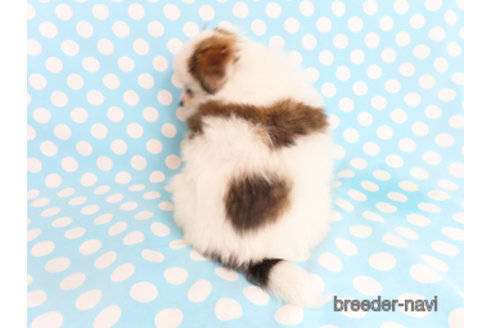 成約済の千葉県のパピヨン-298538の8枚目