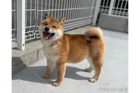 成約済の福岡県の豆柴-282922