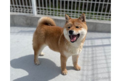 成約済の福岡県の豆柴-282922の4枚目