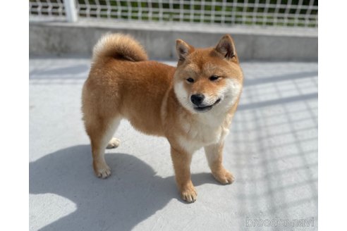 成約済の福岡県の豆柴-282922の5枚目