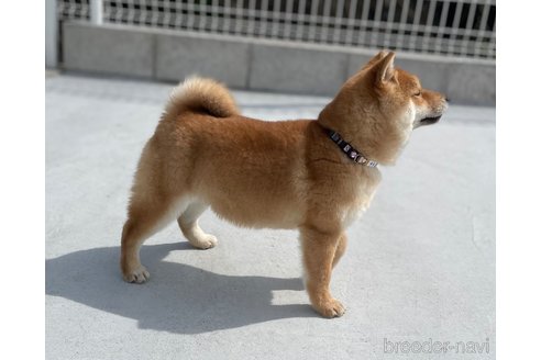 成約済の福岡県の豆柴-282922の6枚目