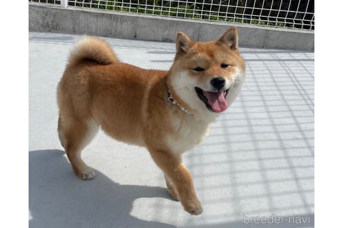 成約済の福岡県の豆柴-282922の7枚目