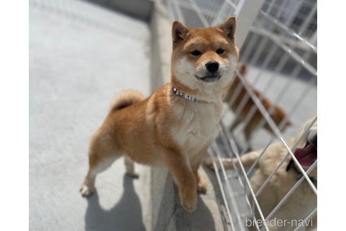 成約済の福岡県の豆柴-282922の2枚目