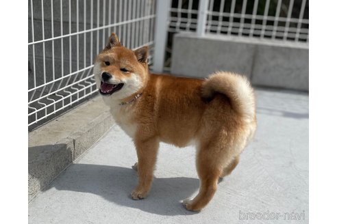 成約済の福岡県の豆柴-282922の3枚目