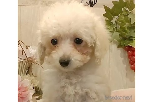 成約済の愛知県のティーカッププードル-293487の4枚目
