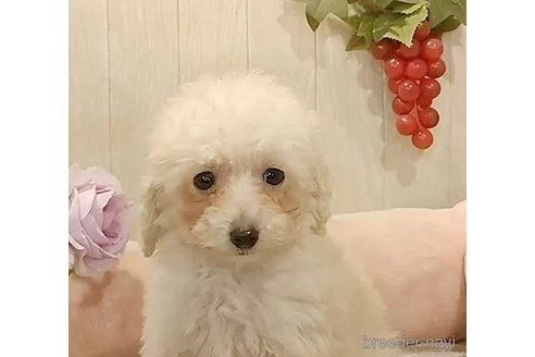 成約済の愛知県のティーカッププードル-293487の3枚目