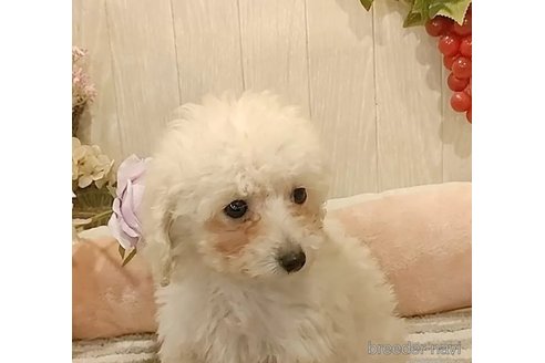 成約済の愛知県のティーカッププードル-293487の2枚目