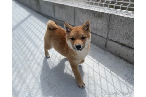 成約済の福岡県の豆柴-298563の9枚目