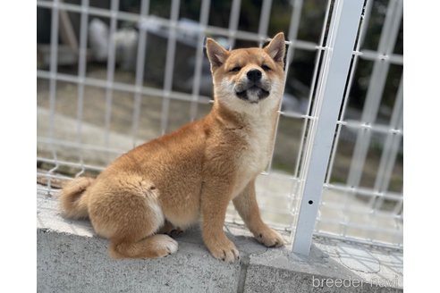 成約済の福岡県の豆柴-298563の4枚目