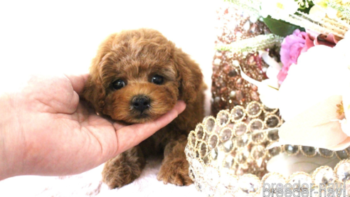 成約済の茨城県のトイプードル-298572の1枚目