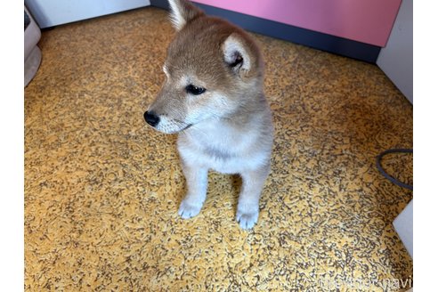 成約済の大分県の豆柴-293145の1枚目