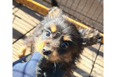 成約済の千葉県のポメプー:ポメラニアン×トイプードル-294919の12枚目