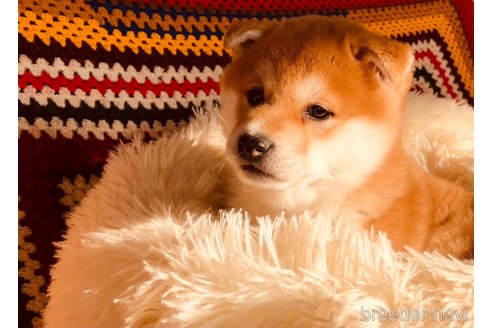 成約済の岡山県の柴犬-298620の3枚目