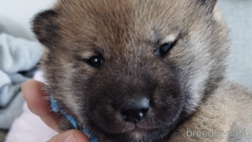 成約済の千葉県の柴犬-297006の1枚目