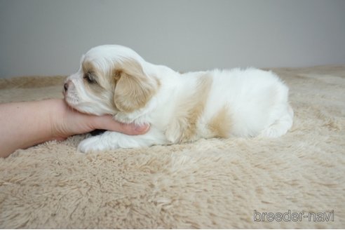 成約済の奈良県のミックス犬-298654の2枚目