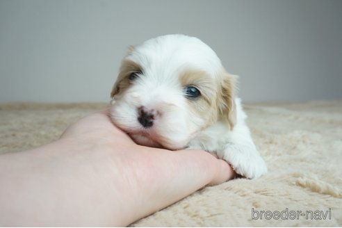 成約済の奈良県のミックス犬-298654の4枚目