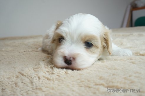 成約済の奈良県のミックス犬-298654の1枚目