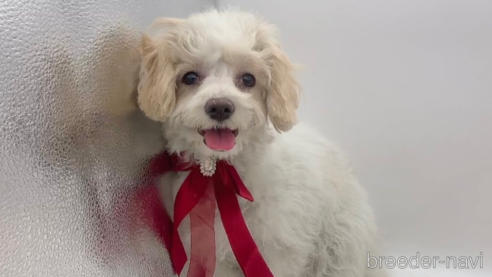 成約済の東京都のミックス犬-278351の19枚目