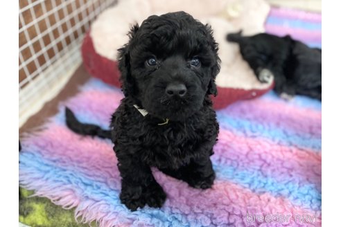 成約済の東京都のその他の犬種-298701の27枚目