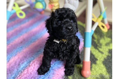 成約済の東京都のその他の犬種-298701の26枚目