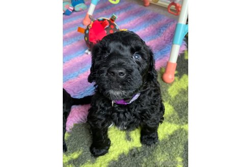 成約済の東京都のその他の犬種-298708の16枚目