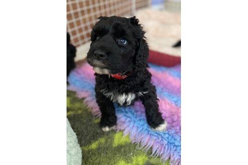 成約済の東京都のその他の犬種-298708の18枚目