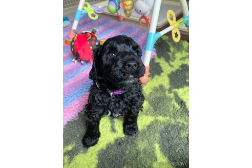 成約済の東京都のその他の犬種-298708の17枚目